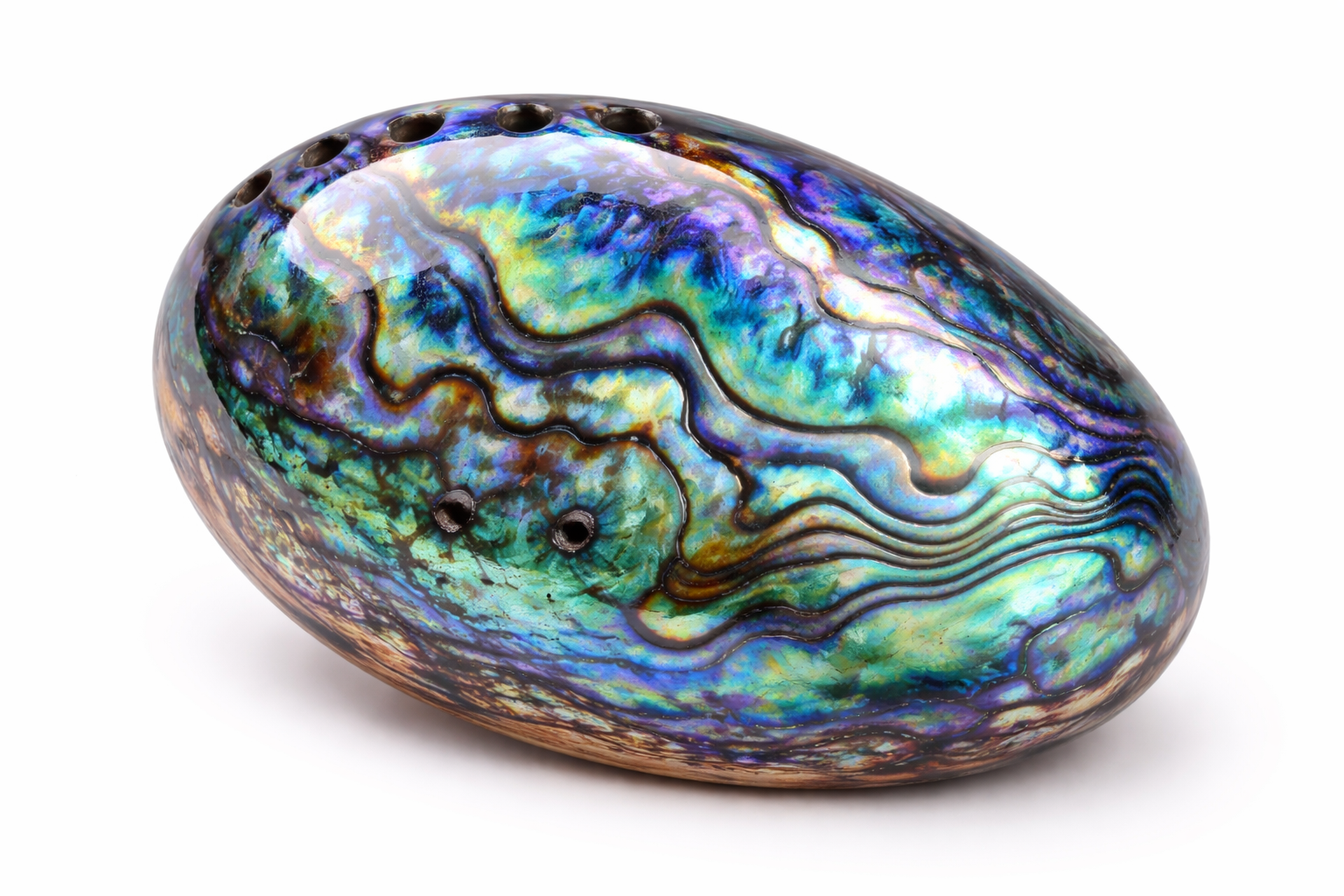 Paua