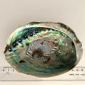 Abeloneskal 14 cm