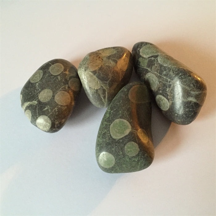 Forstenet Koral - Porpyrit 2-3 cm- Ujævnheder og små kløfter forekommer.