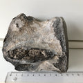 Hval Knogle Fossil