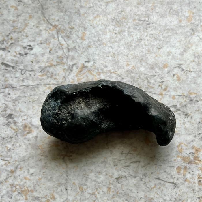 Hval Øre Fossil 7,5 cm.