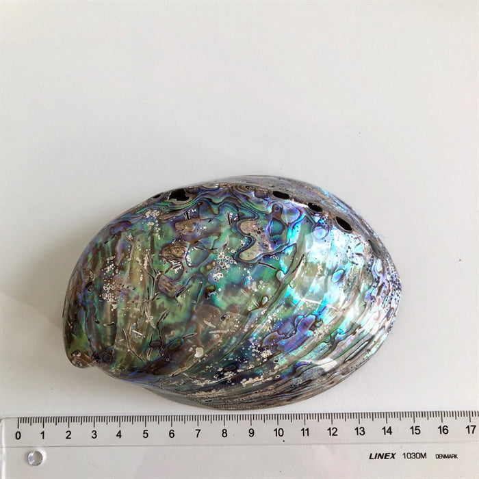 Paua Muslingeskal ca.12  cm