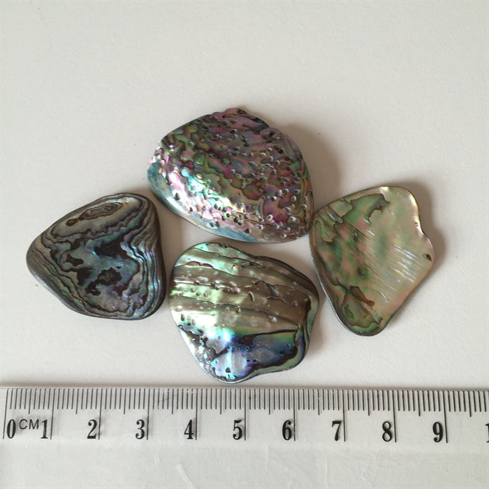 Paua Muslingeskal 2,5-4 cm