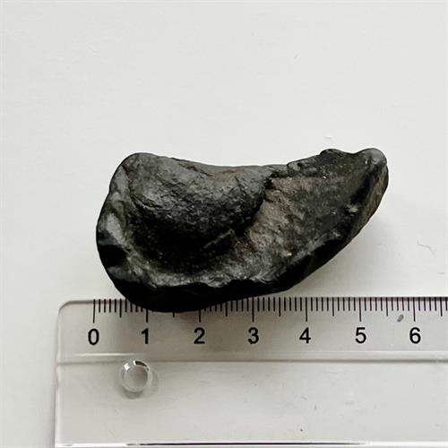 Hval Øre Fossil