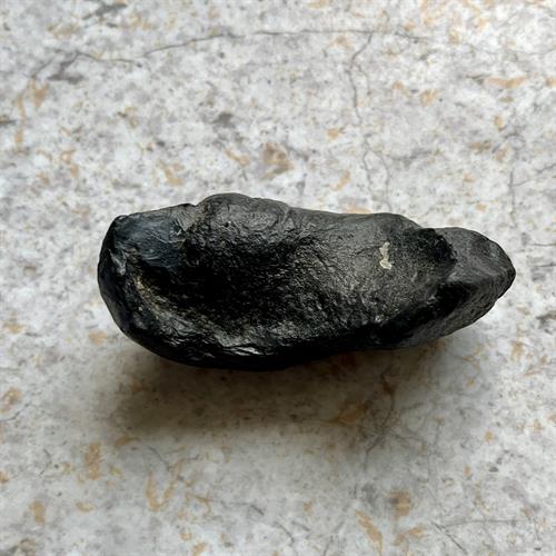 Hval Øre Fossil 7 cm.